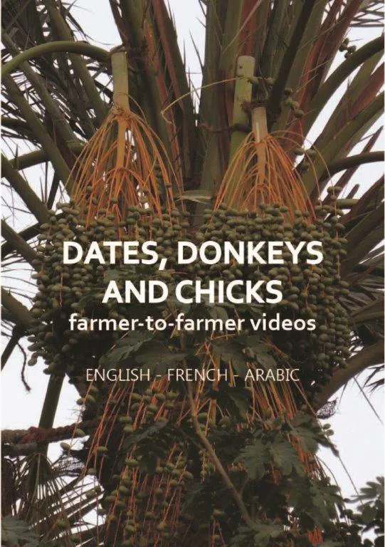 Dates, donkeys and chicks videos