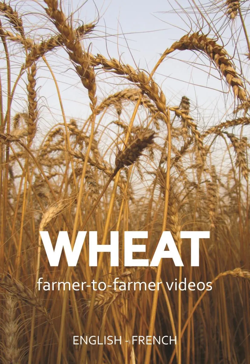 Wheat videos