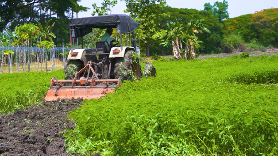 Enrichir les sols avec un engrais vert mélangé