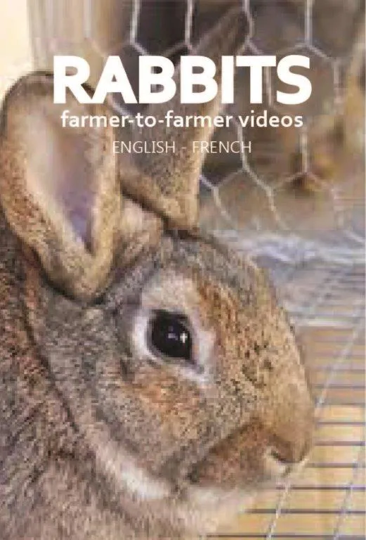 Rabbit videos