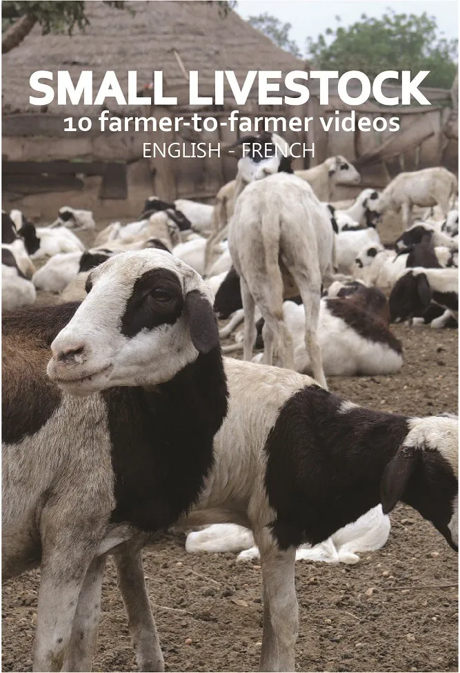 Small livestock videos
