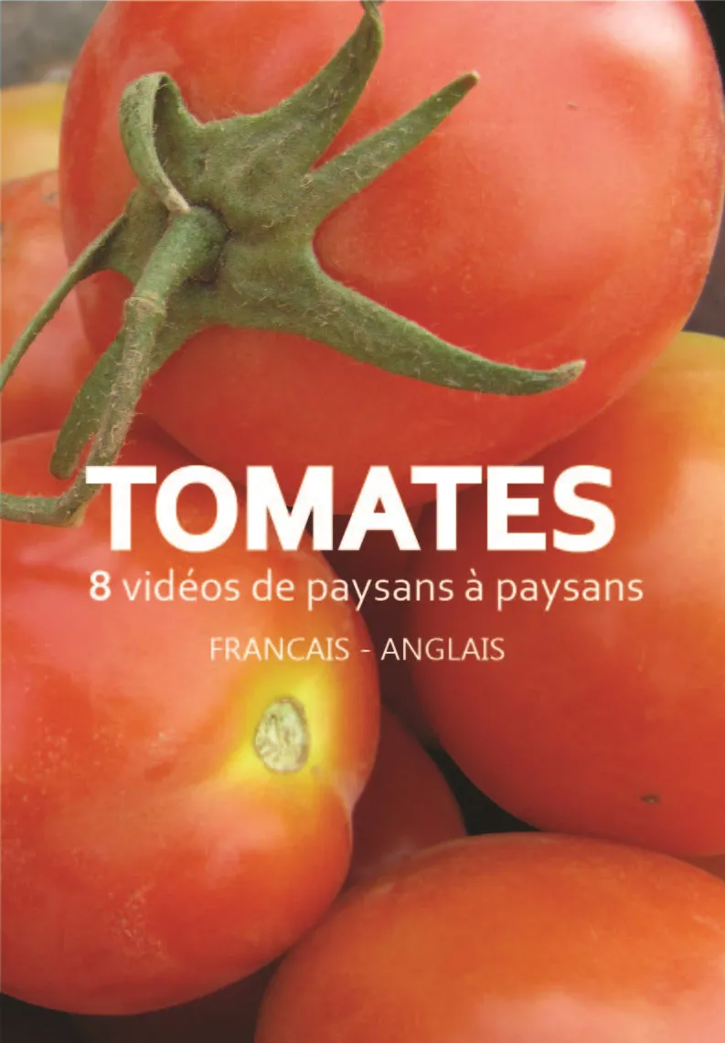 Production de Tomates
