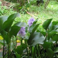 The problem with water hyacinth
