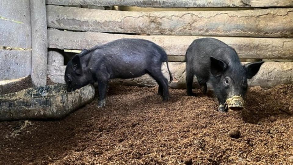 Raising pigs with no smell and less work