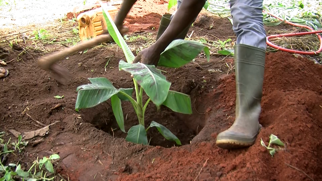 Planting banana and plantain